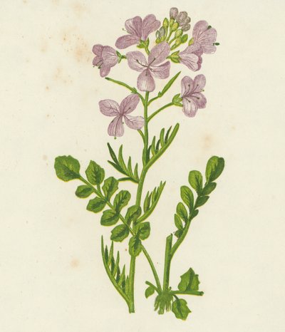 Flor de cuco, Cardamine Pratensis (litografía en color) de English School