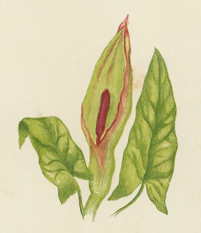 Cuckoo Pint, Arum Maculatum (litografía en color) de English School