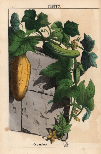 Planta de pepino amarillo inmaduro y verde maduro fruto de pepino Cucumis sativus   , de "The Instructive Picturebook, or Lessons from the Vegetable World", [Charlotte Mary Yonge], Edimburgo de English School