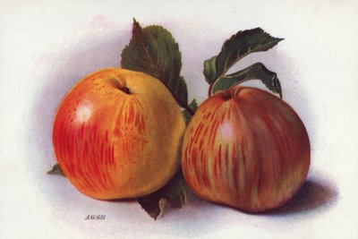 Manzanas culinarias (litografía en color) de English School