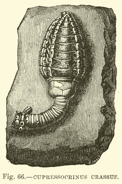 Cupressocrinus crassus de English School