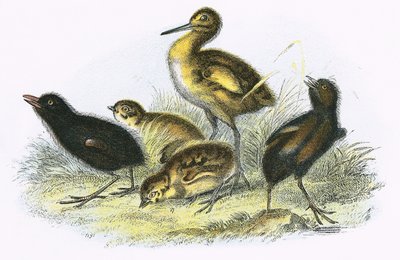 Zarapito, Rascón, Perdiz y Gallineta (en el sentido de las agujas del reloj) de English School