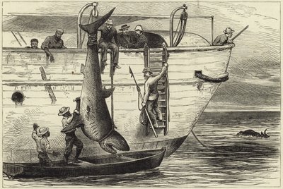 Descuartizando un tiburón en Port Louis de English School