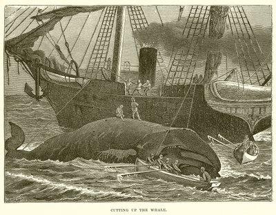 Despiece de la ballena de English School