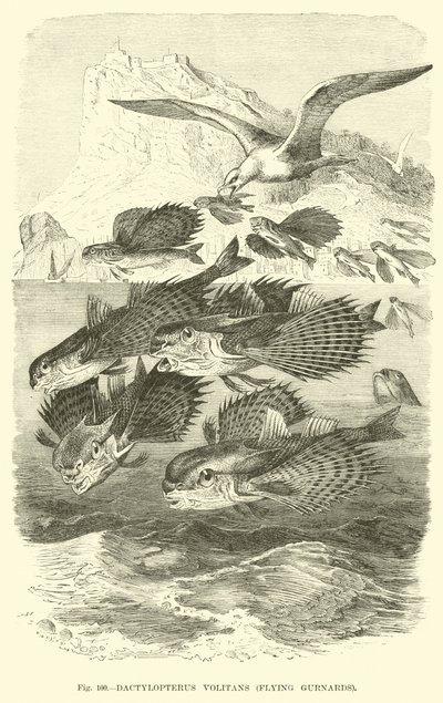 Dactylopterus Volitans, Gurnards Voladores de English School