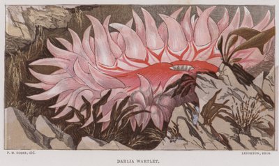 Dahlia Wartlet (litografía en color) de English School