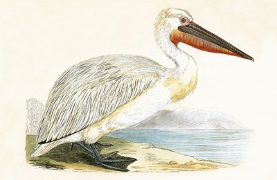 Pelícano dálmata, ilustración de 