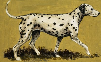 Perro dálmata de English School