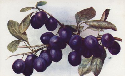 Damson, "The Merryweather" (litografía en color) de English School