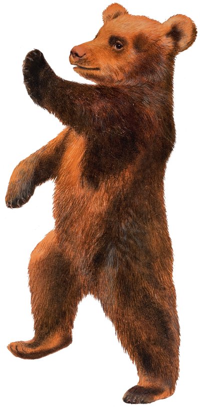 Oso bailarín de English School