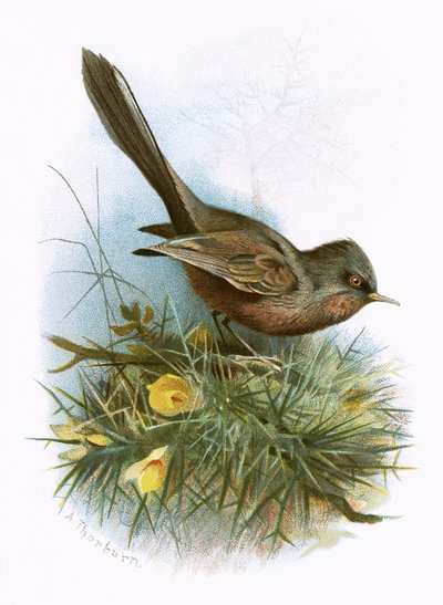 Curruca rabilarga de English School