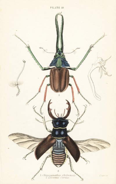 Escarabajo de Darwin, escarabajo ciervo de Grant o escarabajo ciervo chileno, Chiasognathus grantii 1, y escarabajo ciervo europeo, Lucanus cervus 2 de English School