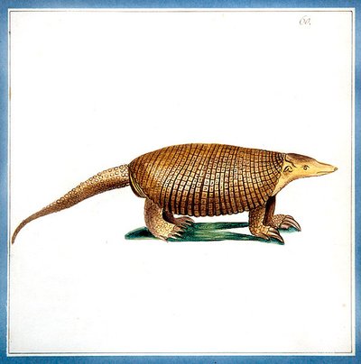 Dasypus armadillo, c.1810 de English School