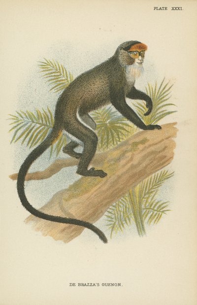 El guenon de De Brazza de English School