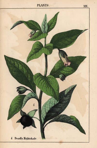 Belladona   , de "The Instructive Picturebook, or Lessons from the Vegetable World", [Charlotte Mary Yonge], Edimburgo de English School