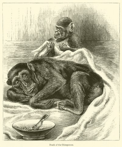 Muerte del Chimpancé de English School