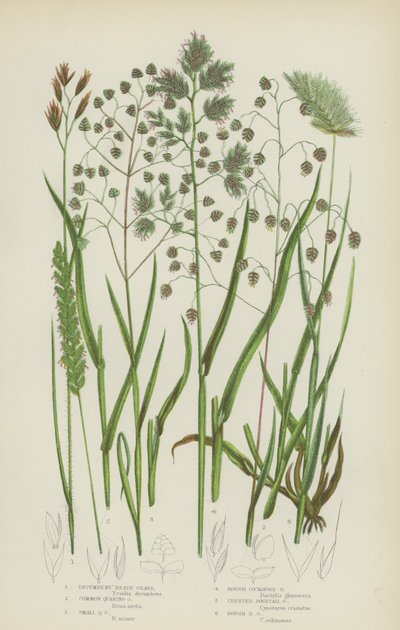 Hierba de los brezos decumbente, hierba tembladera común, hierba tembladera pequeña, hierba dactilo rugosa (litografía en color) de English School
