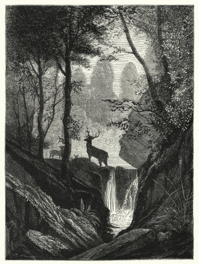 Ciervo en el bosque (grabado) de English School