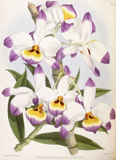 Dendrobium Wardianum Giganteum, 1824-1890 de English School