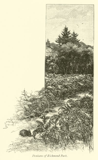 Habitantes del Parque de Richmond de English School