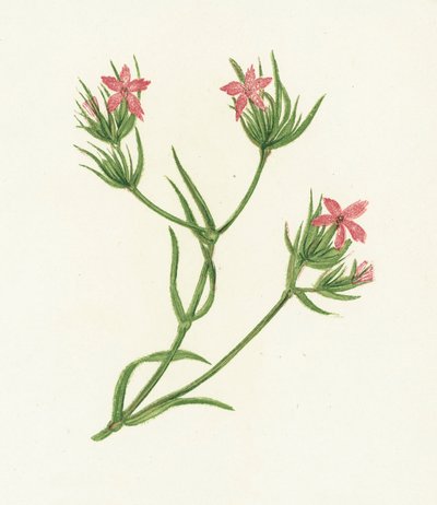 Clavelina de Deptford, Dianthus Armeria de English School