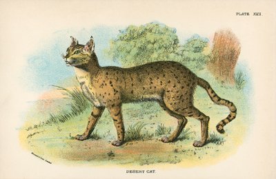 Gato del desierto de English School