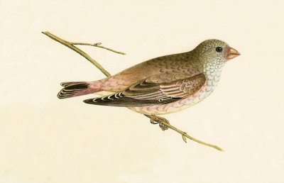 Camachuelo trompetero del desierto, ilustración de 