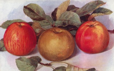 Manzanas de postre (litografía en color) de English School
