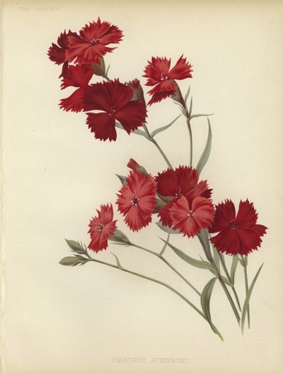 Dianthus Atkinsoni de English School