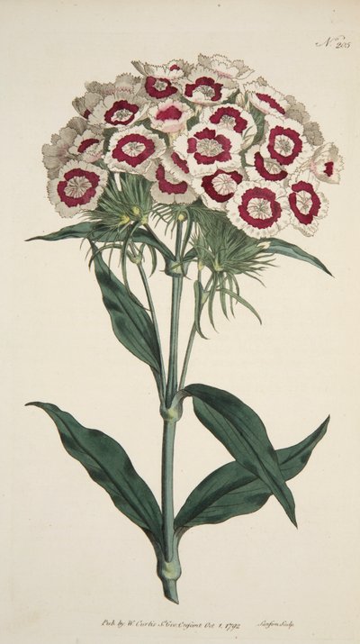 Dianthus Barbatus Clavel barbudo, pub. 1792 grabado coloreado a mano de English School