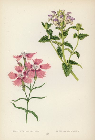 Dianthus Caucasicus; Scutellaria Alpina (litografía en color) de English School