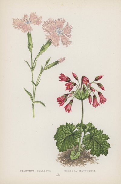 Dianthus Gallicus; Cortusa Matthioli (litografía en color) de English School