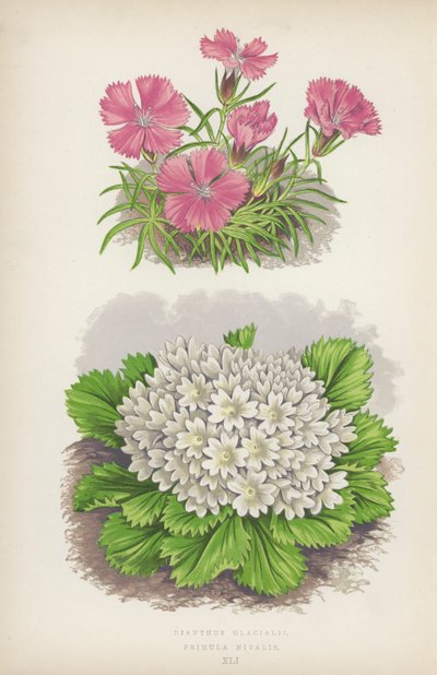 Dianthus Glacialis; Primula Nivalis (litografía en color) de English School