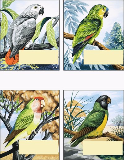 Diferentes tipos de loros de English School