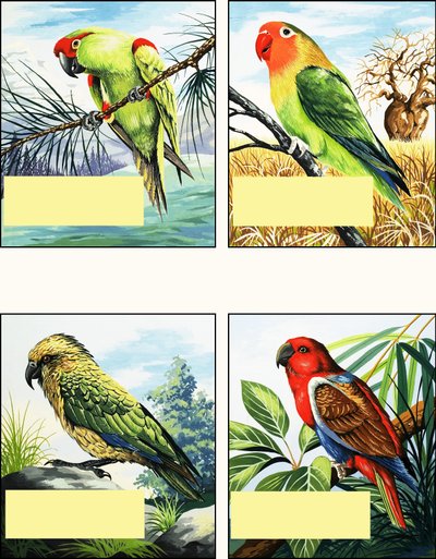 Diferentes tipos de loros de English School