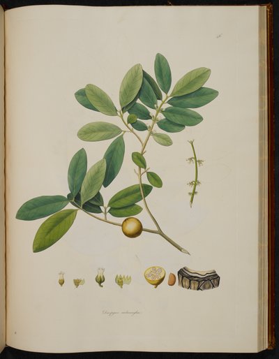 Diospyros melanoxylon, de 