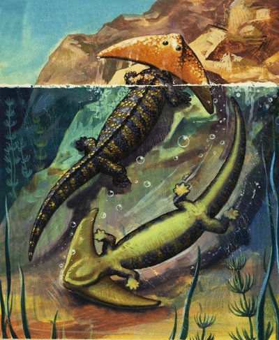 Diplocaulus de English School