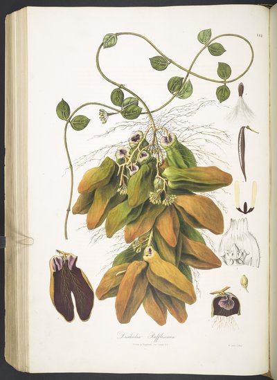 Dischidia Rafflesiana, placa 142 de 