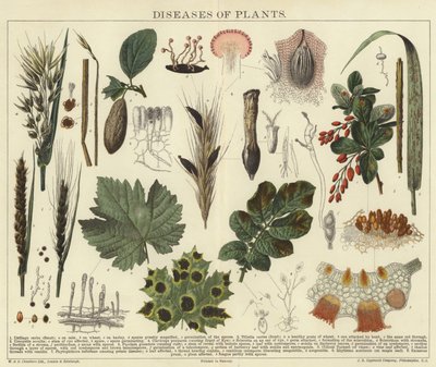 Enfermedades de las plantas de English School