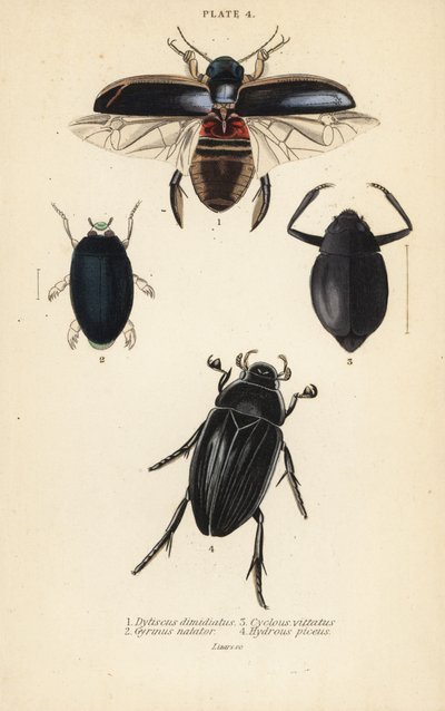 Escarabajo buceador, Dytiscus dimidiatus 1, escarabajo común girador, Gyrinus natator 2, Cyclous vittatus 3, y gran escarabajo plateado de agua, Hydrophilus piceus 4 de English School