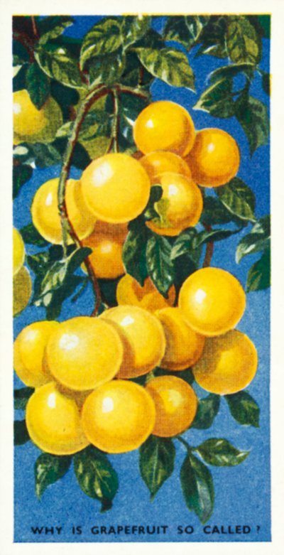 ¿Sabes por qué se llama así el pomelo ¿Por qué se llama así el pomelo (litografía en color) de English School