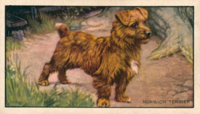 Perros: Norwich Terrier (litografía en color) de English School