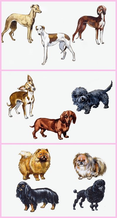 Montaje de perros de English School