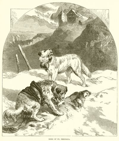 Perros de San Bernardo de English School