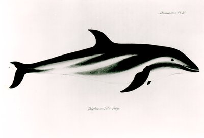 Delfín, ilustración de 