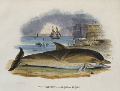 Delfín en la orilla, 1823 de English School
