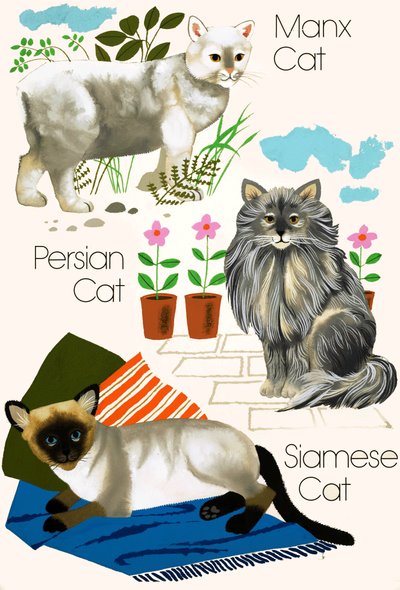 Gatos domésticos de English School