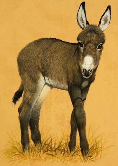 Potro de burro de English School