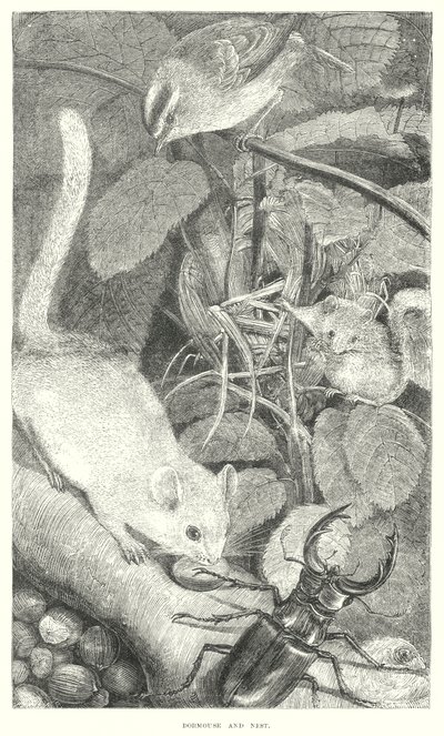 Lirón (grabado) de English School