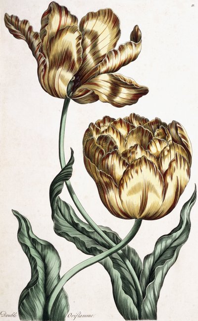 Doble Oriflama, 1759 de English School